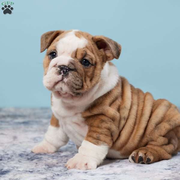 Jewel, Miniature Bulldog Puppy